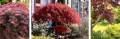 We did not find results for: Landscape Design With Japanese Maples Summerwinds Ca