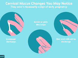 The cervical mucus will lighten and a person will see less of it before. Can Cervical Mucus Help You Detect Early Pregnancy