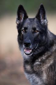 Check spelling or type a new query. German Shepherd Dog Large Grey Animal Nature Guard Dog Pet Pikist