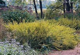 How To Design With Goldenrod Goldenrod Is A Prolific Native That Will Add Life To Your Landscape Design With Go Small Yellow Flowers Endangered Plants Plants