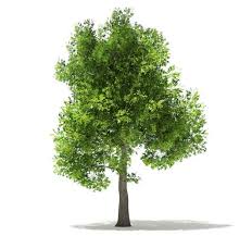 Free Oak Tree 3d Model C4d Download Oak Tree Tree 3d Model