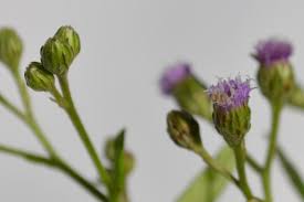 Image result for Gutenbergia rueppellii