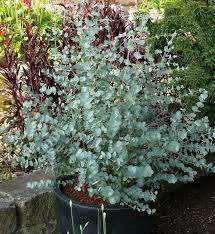 Besides in the form of trees, some species of. Winterharter Eukalyptus Azura 60 80cm Eucalyptus Gunnii Rakuten In 2020 Garten Pflanzen Baume Garten Eukalyptus Azura