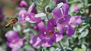 Abundant flowers appear when humidity is high, often before. Welcome This Tough New Texas Ranger To The Southwest Scene Phoenix Home Garden