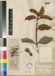 Image result for Phragmanthera edouardii