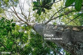 Image result for Swietenia