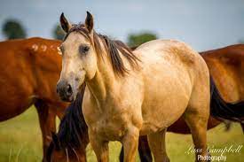 We breed and sell horses that we feel are appropriate for different performance endeavors. Buckskin Mare Mustang Wild Horse Chickasaw Ranch Oklahoma Etsy