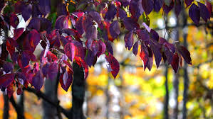 We did not find results for: The Reddish Purple Leaves Of Stock Footage Video 100 Royalty Free 1011293582 Shutterstock