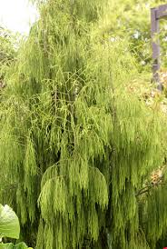 Image result for Dacrydium cupressinum