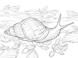Hours of fun await you by coloring a free drawing nature snail snail is the dialectal name for the majority of molluscs that have a shell on their backs. Giant African Land Snail Coloring Page Free Printable Coloring Pages Snail Art Giant African Land Snails Art