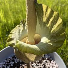 Image result for Amorphophallus impressus
