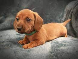 Dachshund Puppy For Sale In Crowley Tx Adn 57482 On Puppyfinder Com Gender Male Age 9 Weeks O Dachshund Puppies For Sale Dachshund Puppies Dachshund Memes