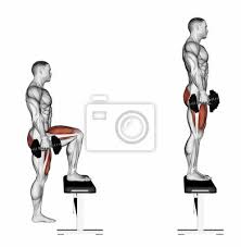 Pacing Avec Halteres Sur Le Banc Exercice Pour La Musculation Affiches Murales Posters Maximus Quadriceps Premier Myloview Fr