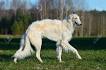 HowlinWolf Borzoi - Russian Wolfhounds - Puppies For Sale
