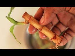 Either plant running bamboo in large pots or containers (galvanized horse troughs work great), or in 2. Revive Dying Lucky Bamboo Plant Youtube