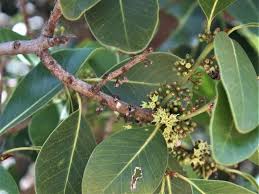 Image result for Sideroxylon inerme