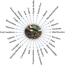 Image result for Bridelia scleroneura