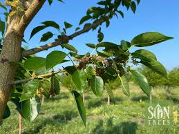 Image result for Maclura