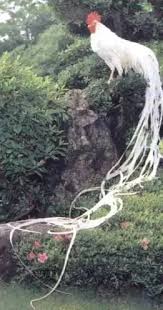 Jan 26, 2015 · the phoenix area is full of cool things to see and do. Is There An Actual Image Of The Phoenix Bird Or Are They All Drawings Quora
