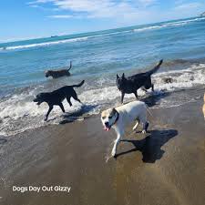 DOGS DAY OUT GIZZY added a new photo...