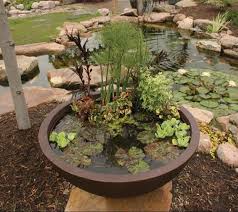 These container water pond ideas can inspire you to create a miniature water learn how to turn a wine barrel into the goldfish pond. Macomb Oakland Michigan Mi