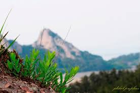 Image result for Euphorbia crebrifolia