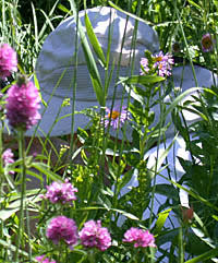 Shrub roses central oregon native plants beautiful gardens shrubs perennials wild flowers spicy fragrance. Npso Home Page