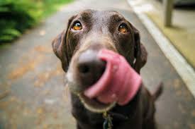There's no need to call your vet just yet. Can Dogs Eat Pickles 2021 Guide