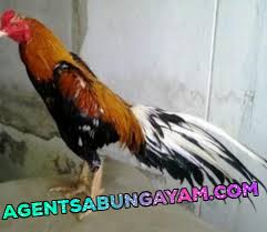 Pin Di Agen Sabung Ayam Online
