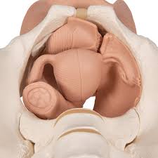Branches of the internal iliac artery. Model Animals Zsefv Skeleton Model Urinary System Medical Teaching Model Pelvic Anatomy Structure Model 1 1 Median Sagittal Section Of Female Pelvic Anatomy Model Science Education