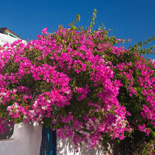 Image result for Bougainvillea