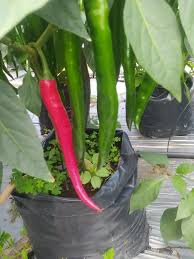 This disease tolerant variety is prolific and has a natural fruit setting ability on lowlands and highlands. Buah Sulung Yang Dah Matang Cili Merah Kulai Facebook