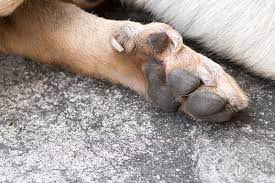 A mother who purchased the kit for her son shares the instruments. Dew Claws On Dogs Dewclaw Clipping To Keep Or Remove