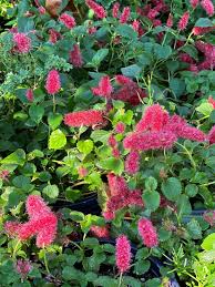 Image result for Acalypha hispida