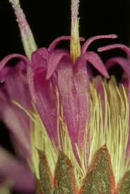Image result for Vernonia madefacta