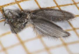 Image result for Psychotria cinerea