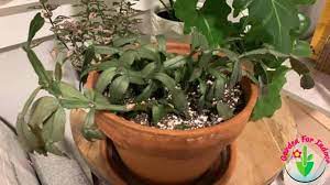 Great savings & free delivery / collection on many items. Overwatered Cactus Signs Causes And Solutions Garden For Indoor