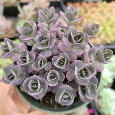 Image result for Sedum
