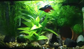 5 Gallon Tank Good Betta Tank Watch How The Betta Displays Beautiful Swimming And Exploring Behavior That Yo Betta Fish Tank Betta Fish Fish Tank Accessories
