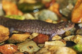 Image result for Elatostema monticola