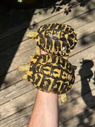 Image result for Hermannia guerkeana