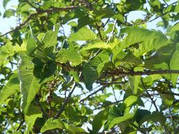 Image result for Vangueria madagascariensis
