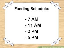 How To Care For An 8 Week Old Puppy In 2020 Puppy Training Schedule Puppy Schedule Puppy Training