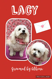 Book Your Dog S Appointment With Athena Today By Calling 205 870 5085 Dogs Pet Supplies Pet Boutique