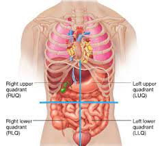 Solid organs (liver, spleen) can also generate this type of pain when they swell against their capsules. Abdominopelvic Regions Organs In Each Regions Of The Body Flashcards Quizlet