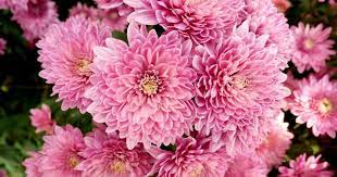 Located in the heart of. Chrysanthemen Chrysanthemum Liebe Deinen Garten