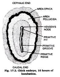 Developmental Stages Of Chick Embryo Zoology