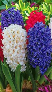 Ich Verehre Hyazinthen Blumen Pflanzen Schone Blumen Blumen Anbauen