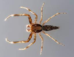 Whether it's in the corner of our living room, in the bath or hanging quietly from the ceiling, these are the most common uk spiders you're likely to spot. Australian Spiders And Their Faces