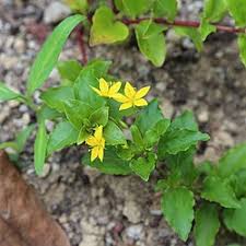 Image result for Lysimachia ruhmeriana